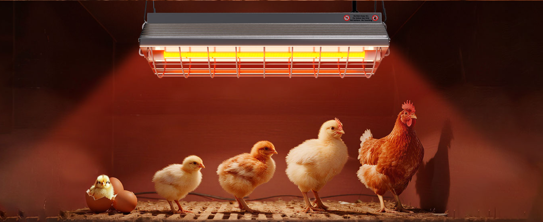 Best infrared bulb for chickens
