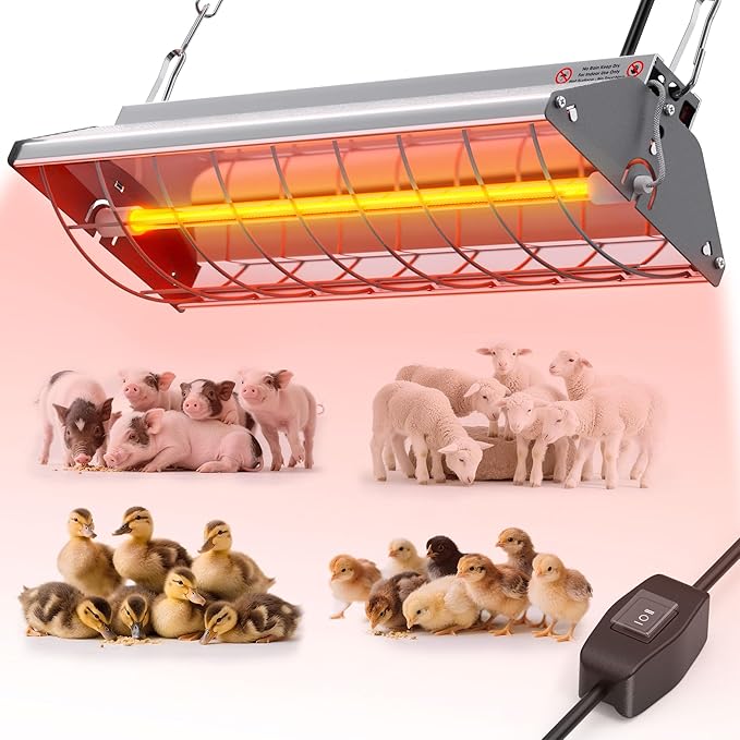 Calf heater for export market